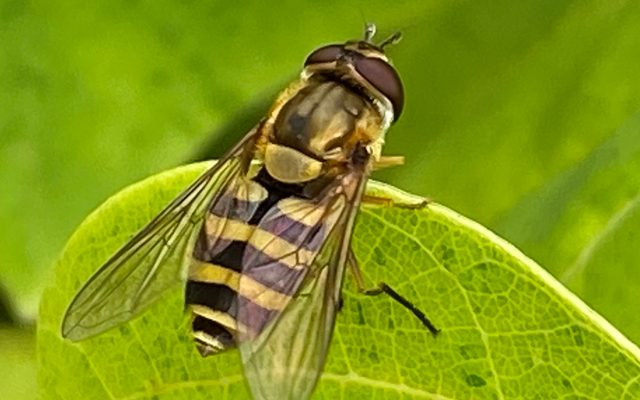 Common Flower Fly reference
