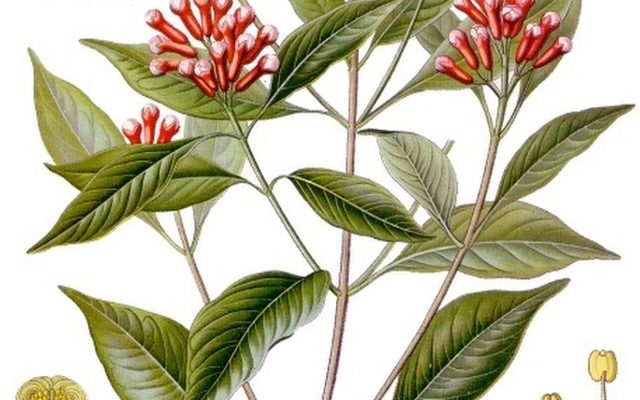 Clove Tree reference