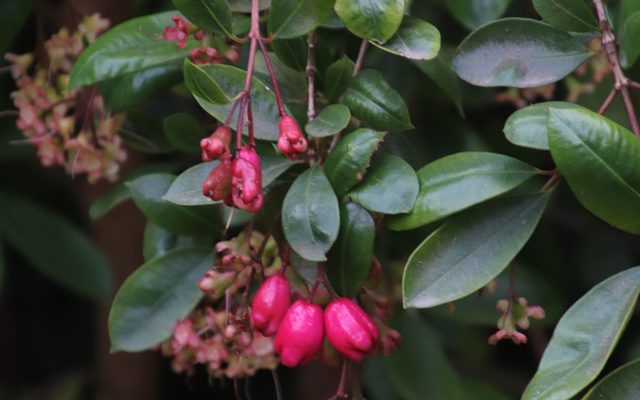 Brush Cherry reference