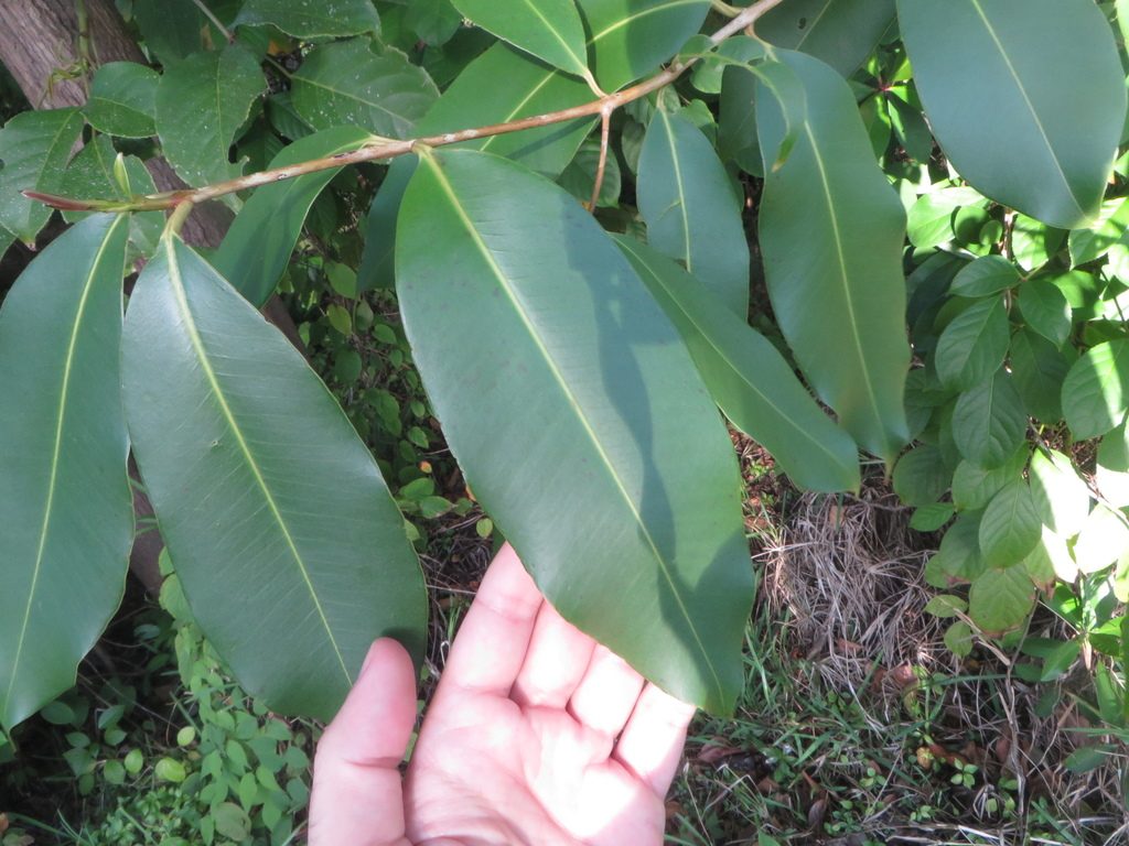 Java plum reference
