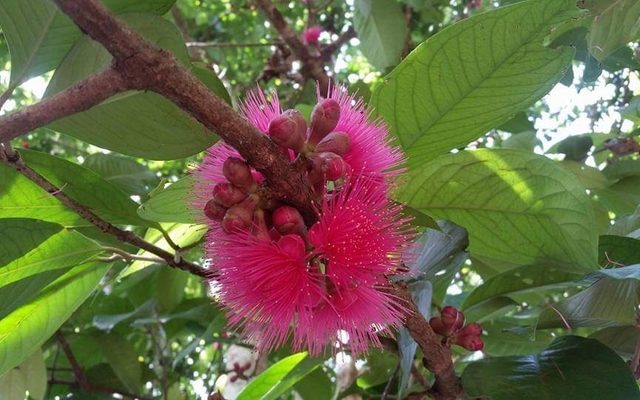 Malay Apple reference
