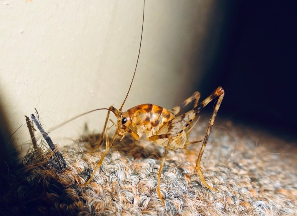 Greenhouse Camel Cricket reference