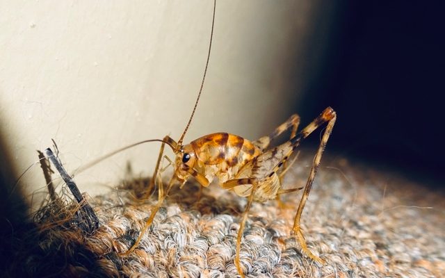 Greenhouse Camel Cricket reference