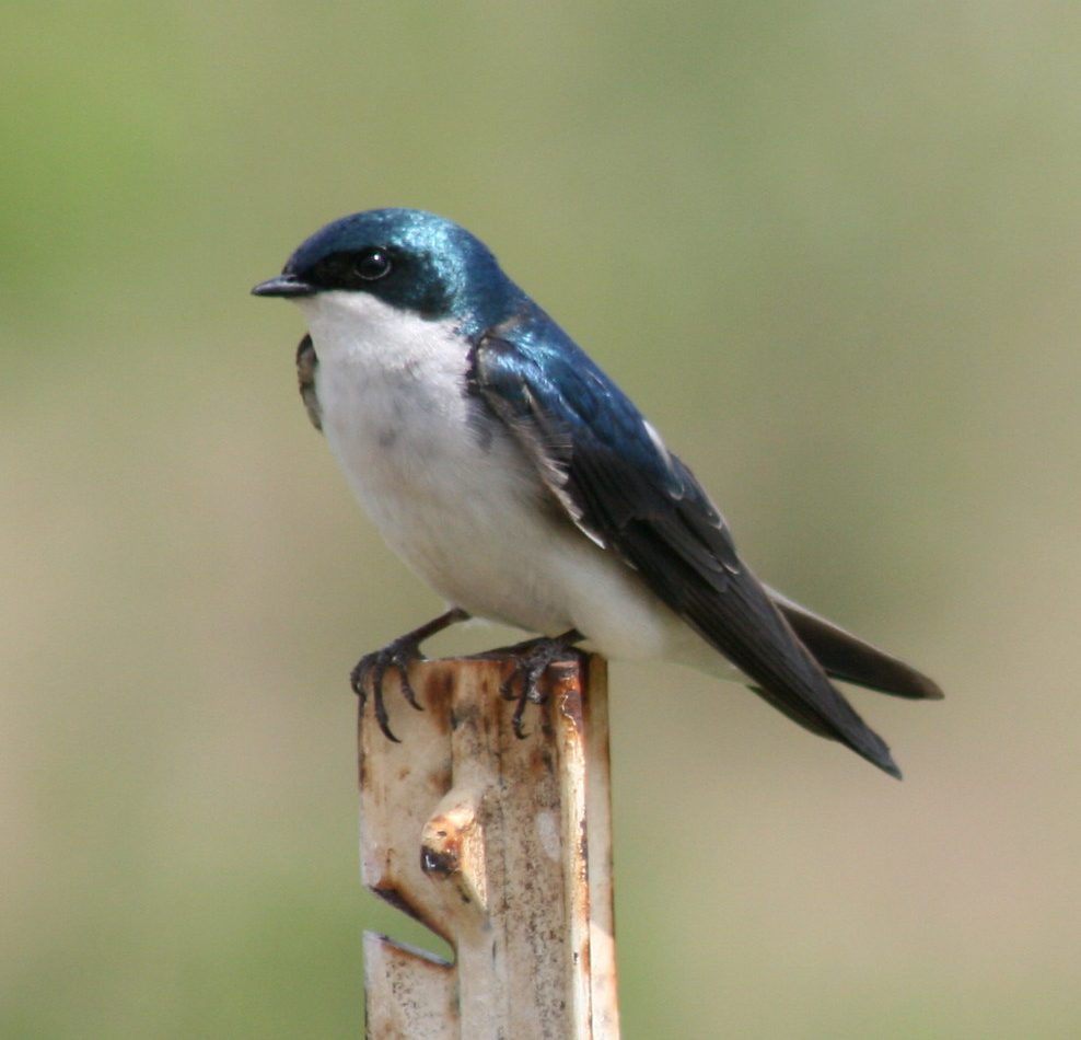 Tree Swallow reference
