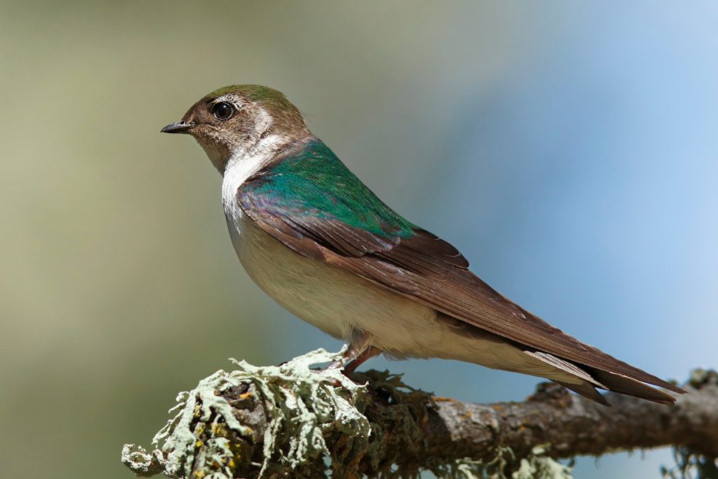 Violet-green Swallow reference