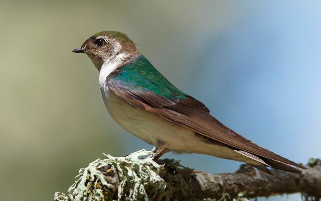 Violet-green Swallow reference