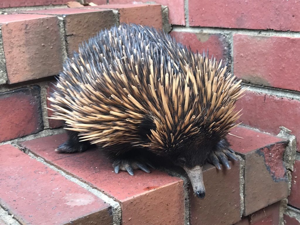 Short-beaked Echidna reference