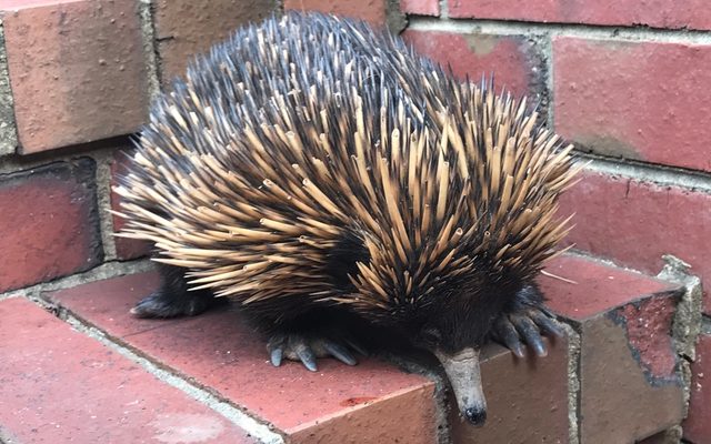 Short-beaked Echidna reference