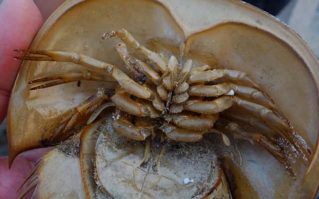 Tri-spine Horseshoe Crab reference