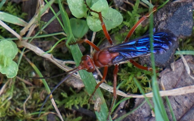 Rusty Spider Wasp reference