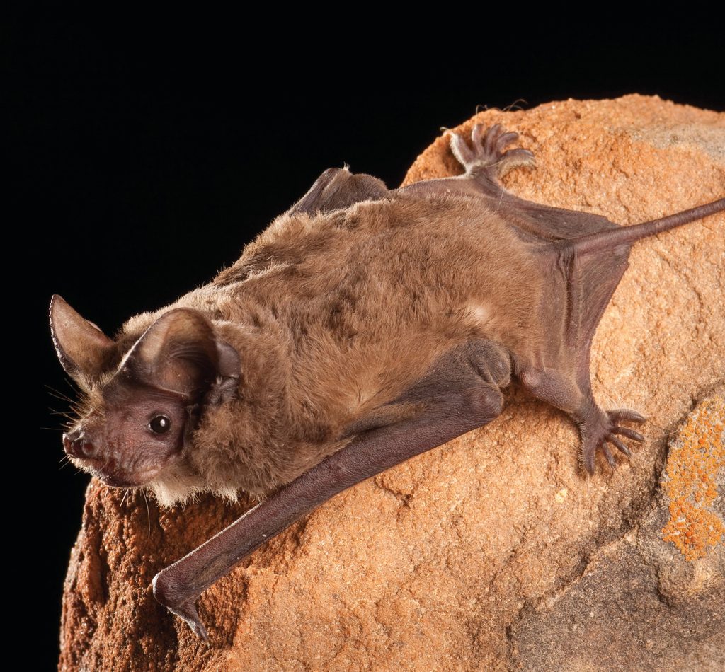 Mexican Free-tailed Bat reference