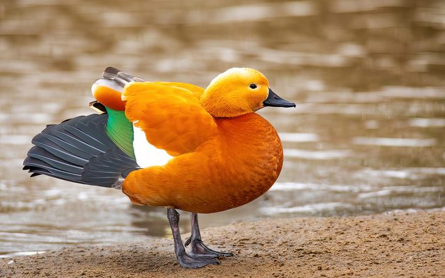 Ruddy Shelduck reference