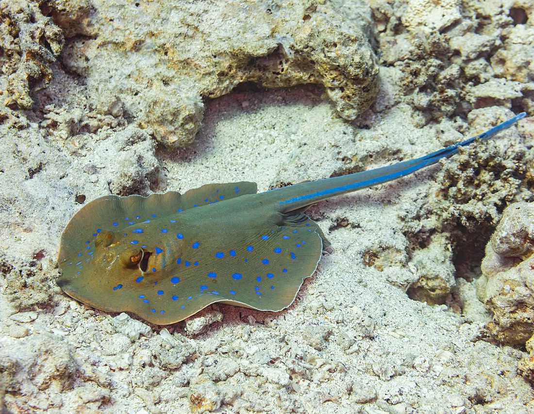 Bluespotted Fantail Ray reference