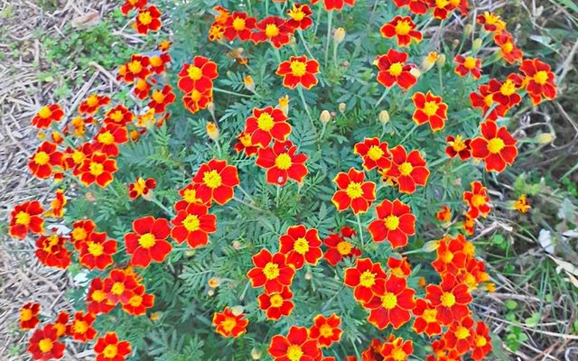 French Marigold reference