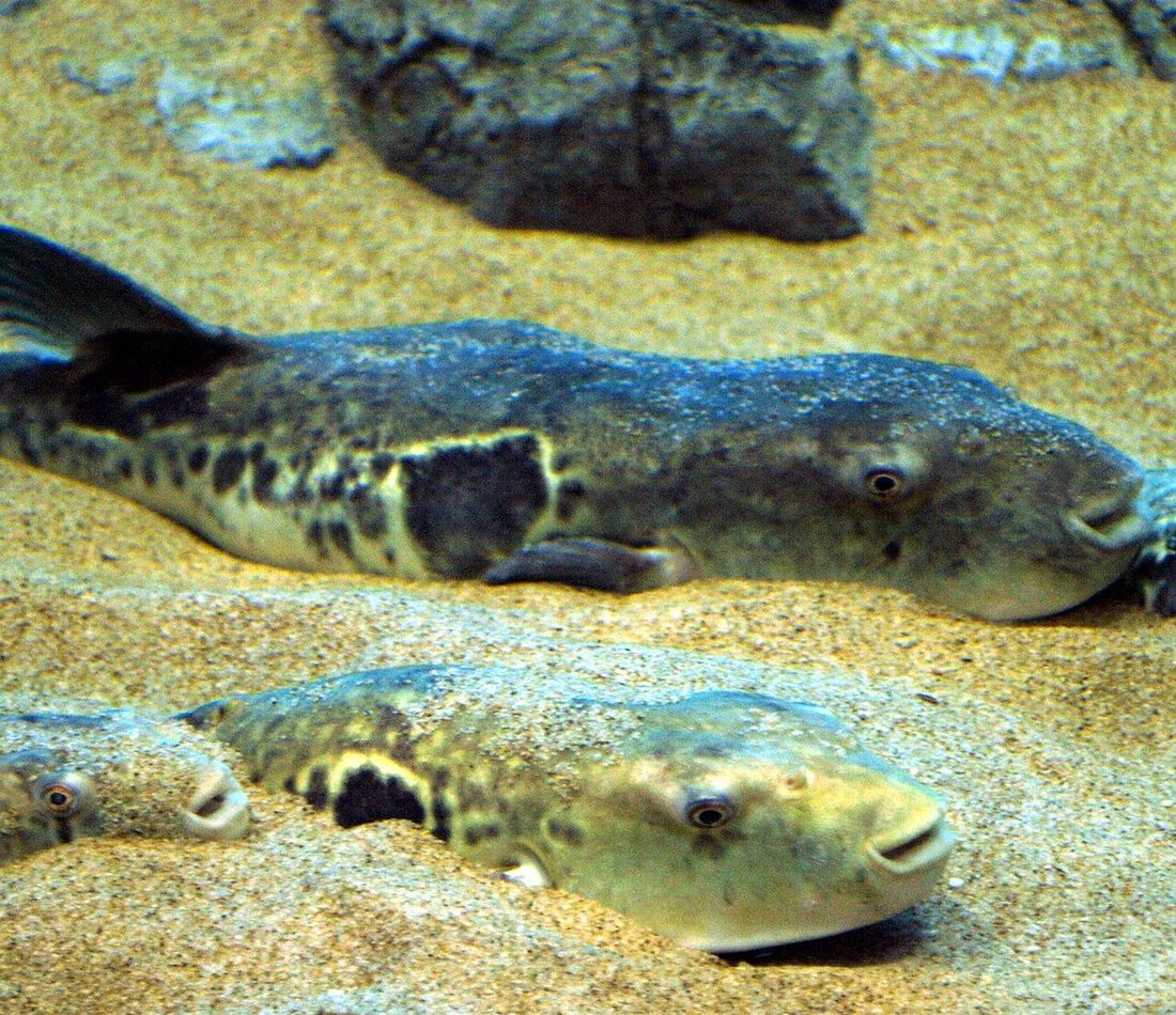 Tiger Puffer reference