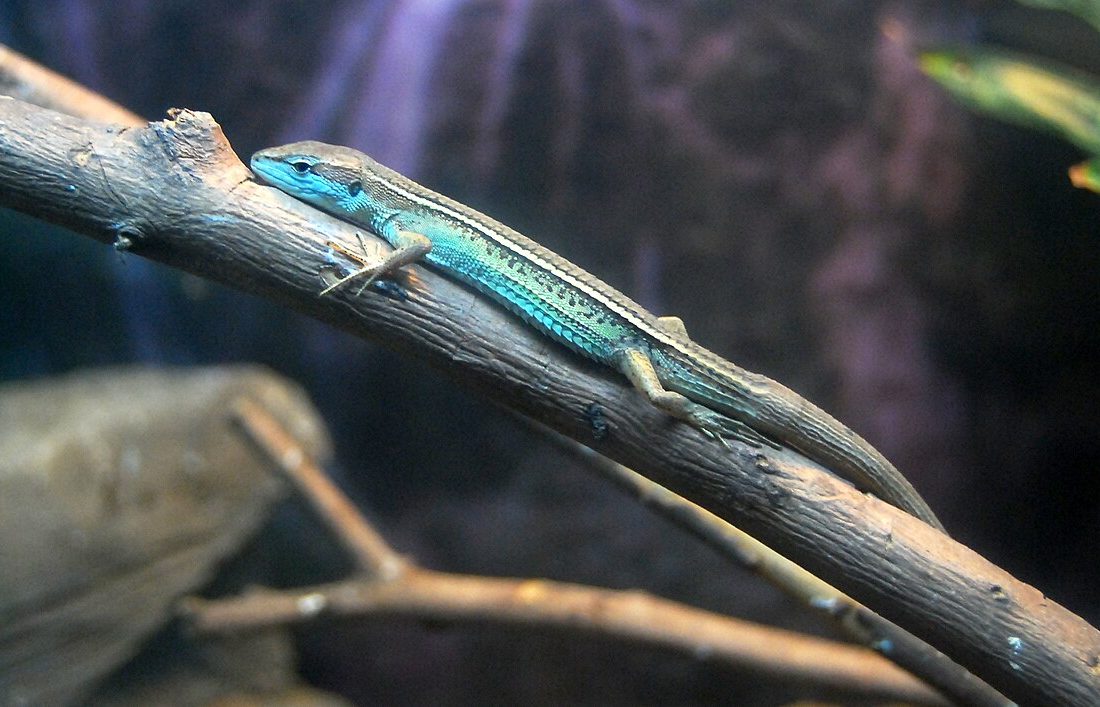 China Grass Lizard reference