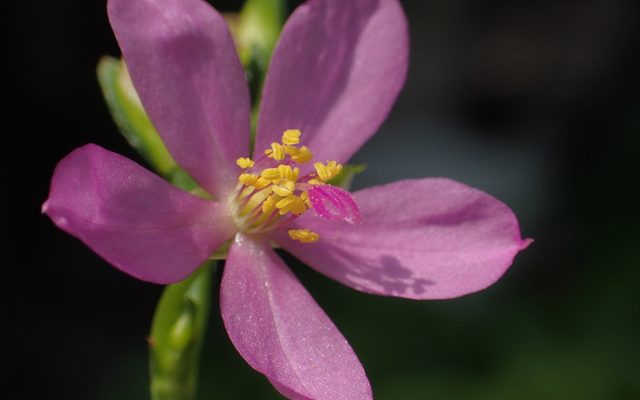 Waterleaf reference