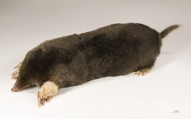 European Mole reference