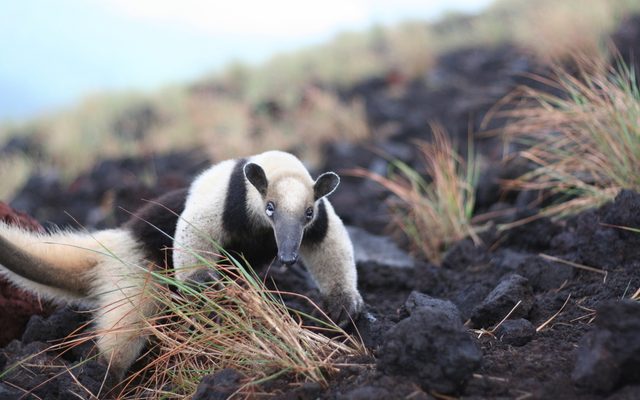 Northern Tamandua reference