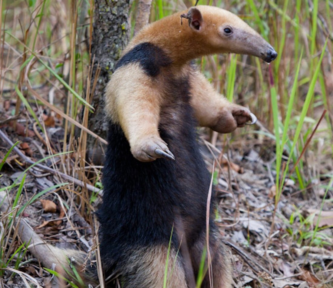 Southern Tamandua reference
