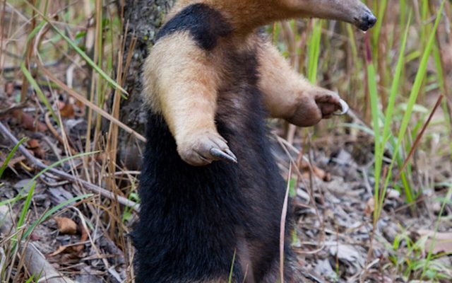 Southern Tamandua reference