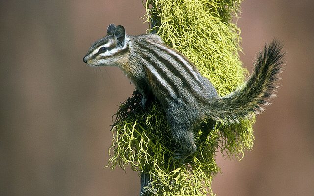 Yellow-pine Chipmunk reference