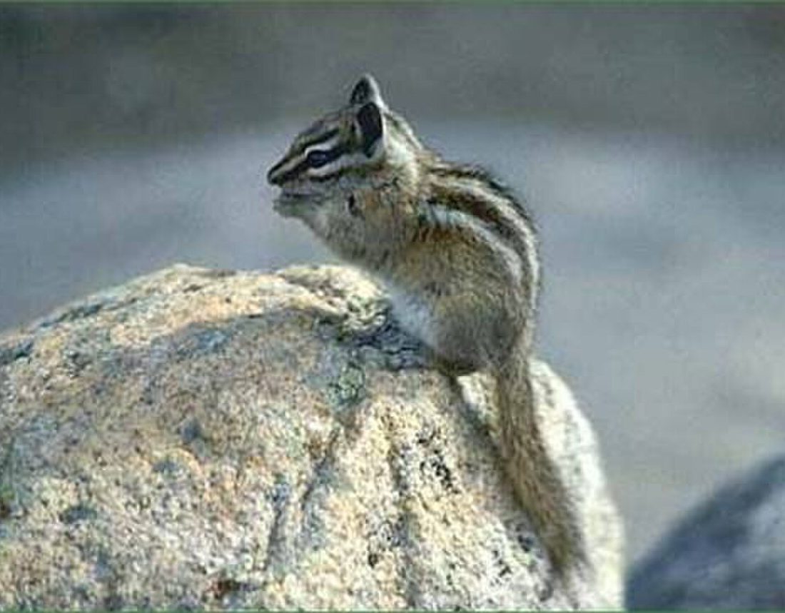 Palmer's Chipmunk reference