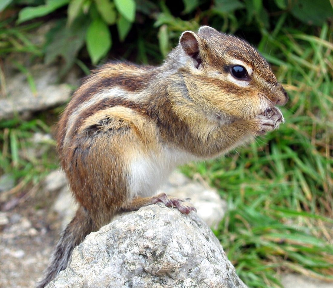 Siberian Chipmunk reference