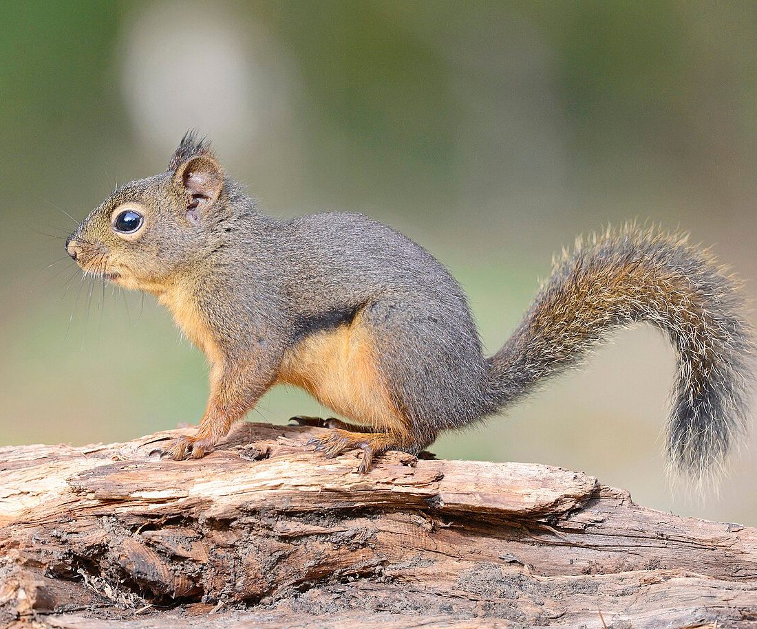 Douglas Squirrel reference