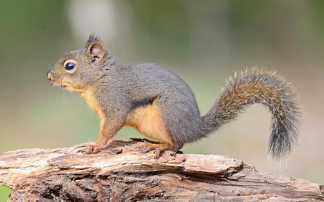 Douglas Squirrel reference
