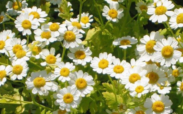 Feverfew reference