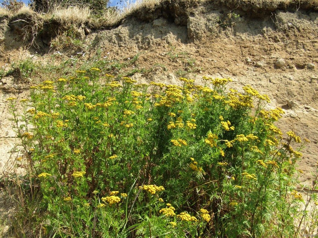tansy reference