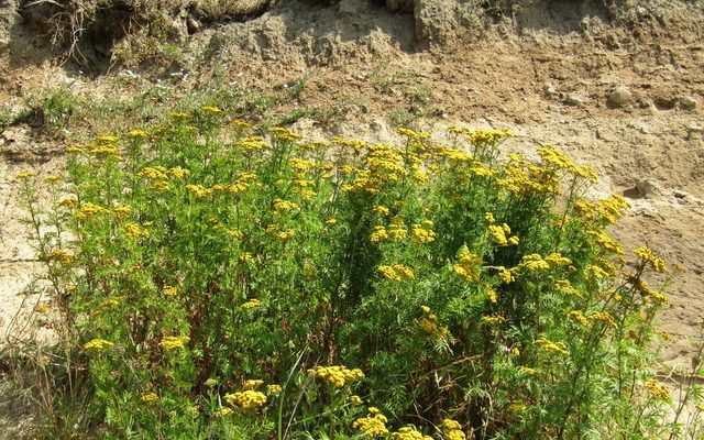 Tansy reference