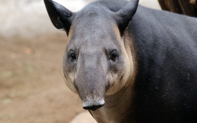 Baird's Tapir reference