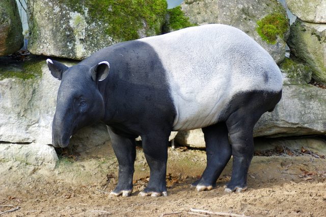 Malayan Tapir reference