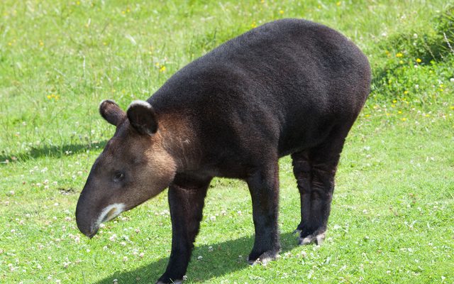 Mountain Tapir reference