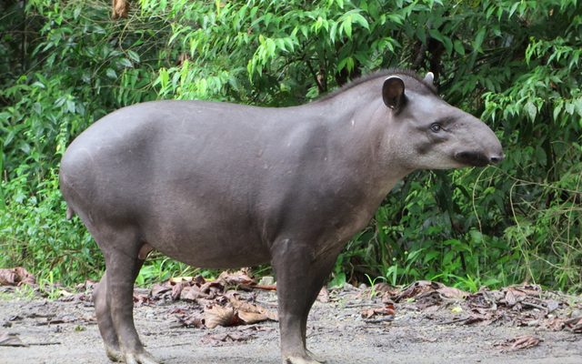 South American Tapir reference