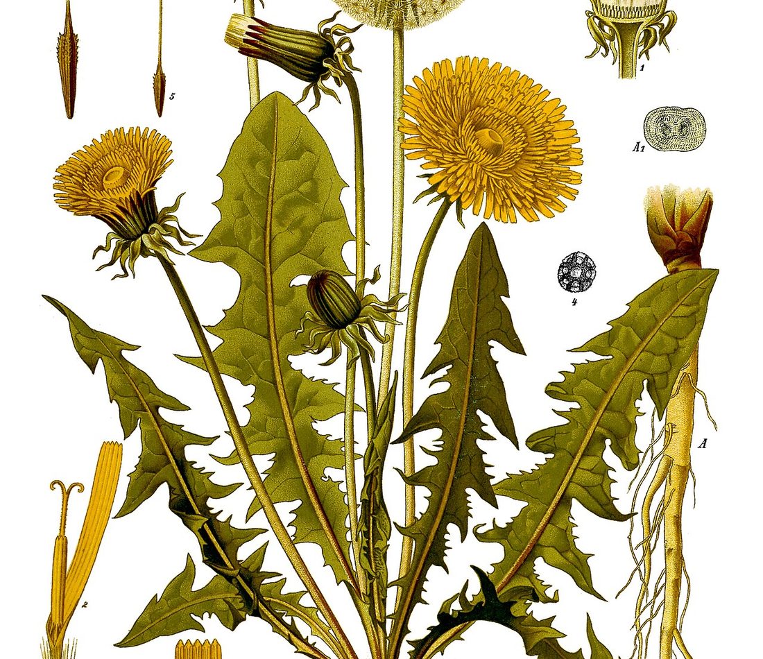 common dandelion reference