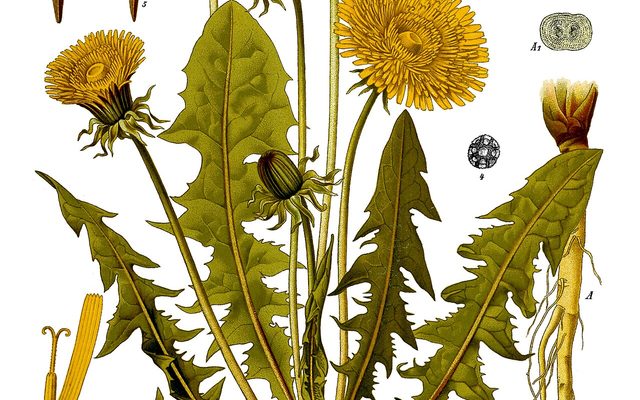Common Dandelion reference