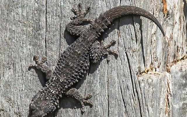 Moorish Gecko reference