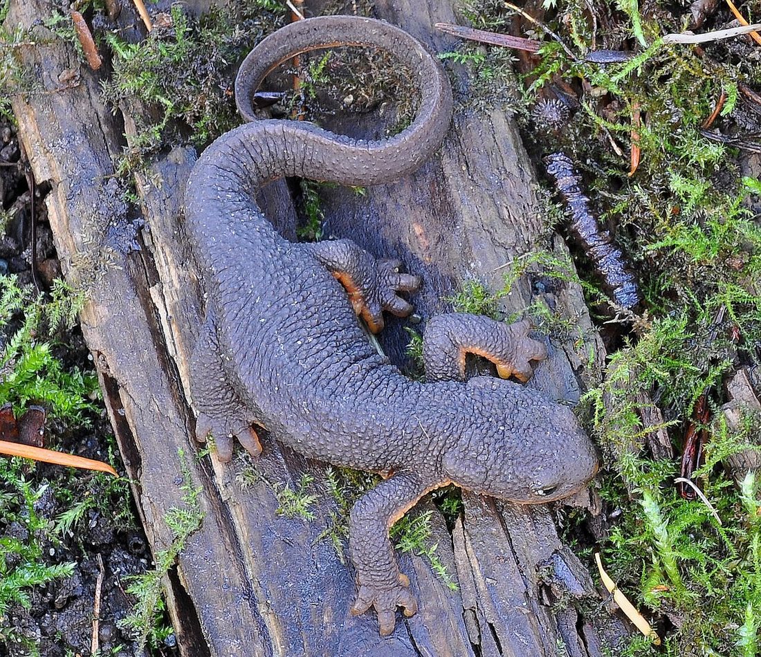 Rough-skinned Newt reference