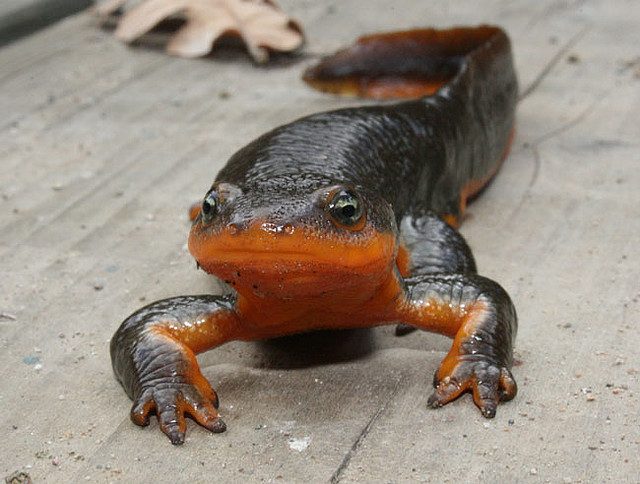 California Newt reference