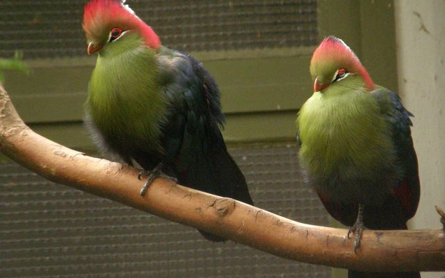 Fischer's Turaco reference