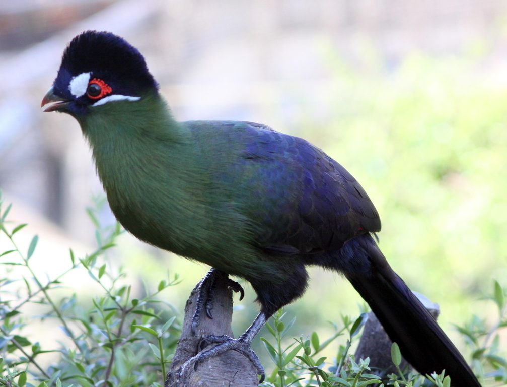 Hartlaub's Turaco reference