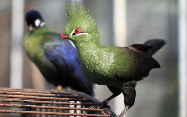 Guinea Turaco reference