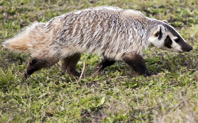 American Badger reference
