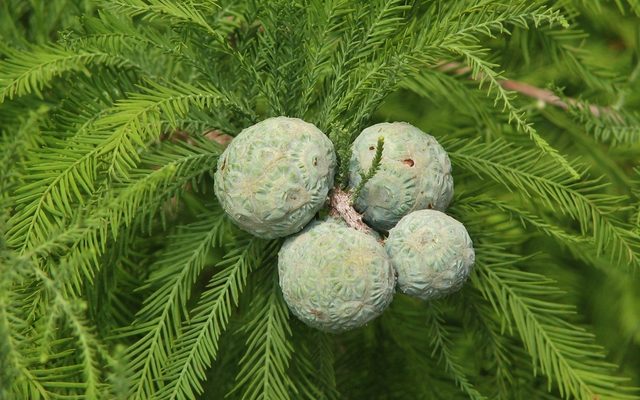 Bald Cypress reference