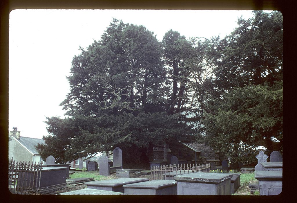 Common Yew reference
