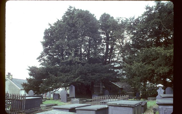 English Yew reference