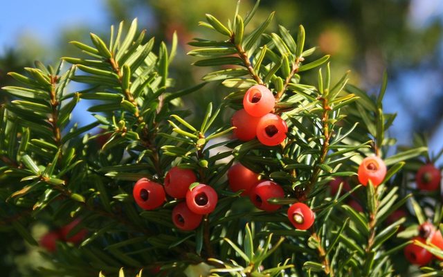 Japanese Yew reference